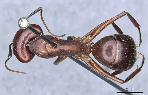 Camponotus turkestanicus - CASENT0905317