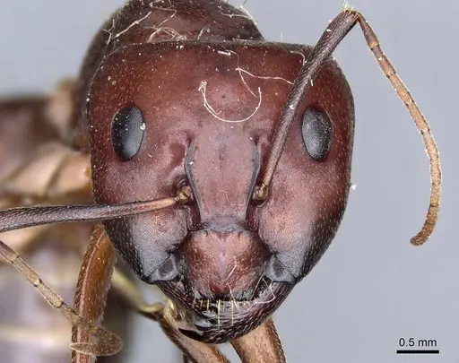 Camponotus turkestanicus - CASENT0905317