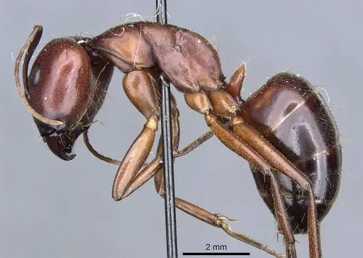 Camponotus turkestanicus - CASENT0905317