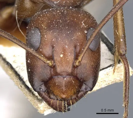 Camponotus turkestanicus - CASENT0905318