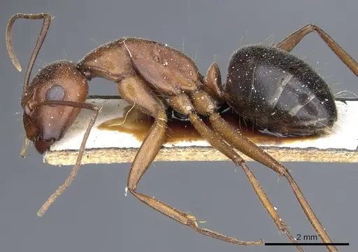 Camponotus turkestanicus - CASENT0905318
