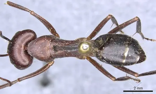 Camponotus turkestanicus - CASENT0905319