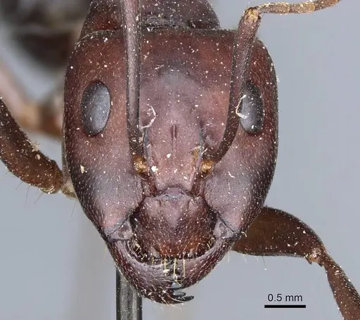 Camponotus turkestanicus - CASENT0905319