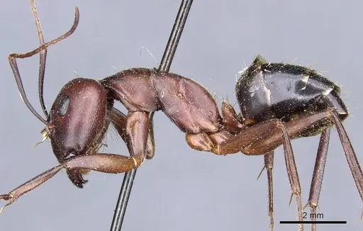 Camponotus turkestanicus - CASENT0905319