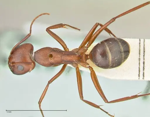 Camponotus turkestanicus - FOCOL2410