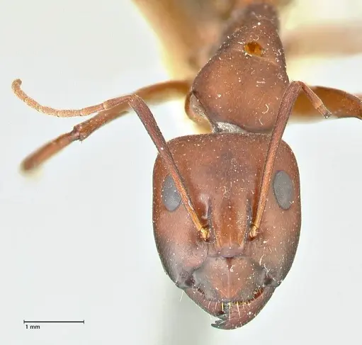 Camponotus turkestanicus - FOCOL2410