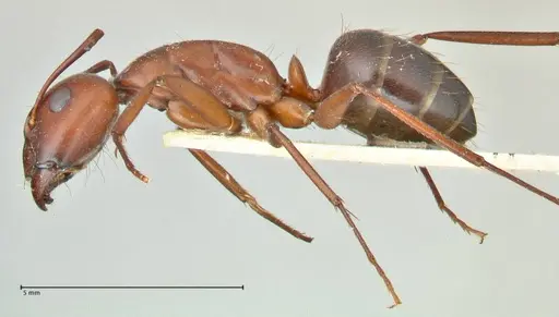 Camponotus turkestanicus - FOCOL2410