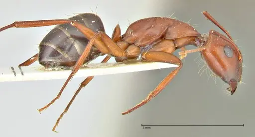 Camponotus turkestanicus - FOCOL2410