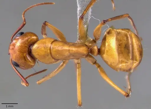 Camponotus turkestanus specimen