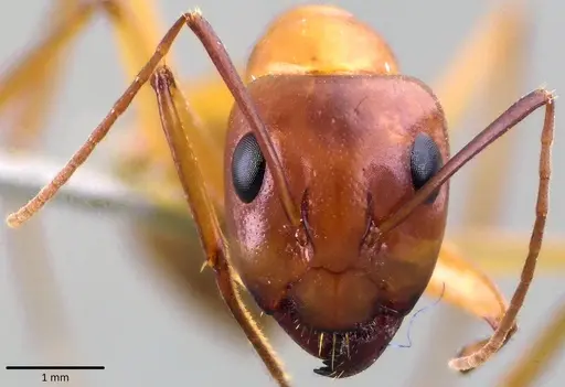 Camponotus turkestanus specimen
