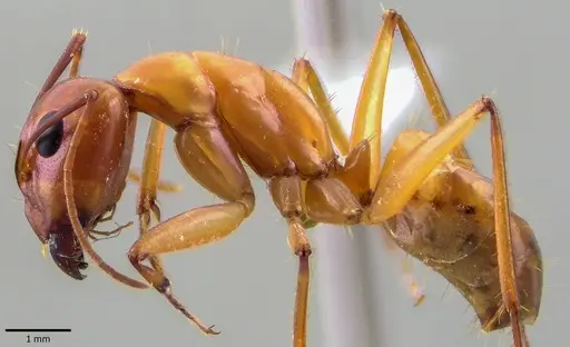 Camponotus turkestanus specimen