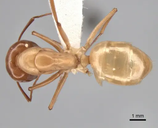 Camponotus turkestanus - CASENT0882048