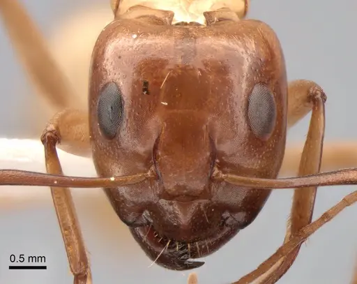 Camponotus turkestanus - CASENT0882048