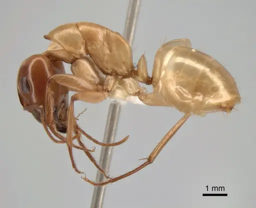 Camponotus turkestanus - CASENT0882048
