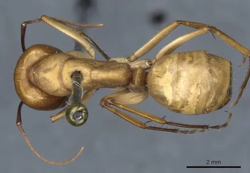 Camponotus turkestanus - CASENT0905308