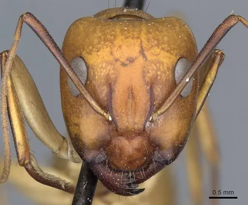 Camponotus turkestanus - CASENT0905308