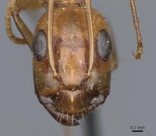 Camponotus turkestanus - CASENT0905309