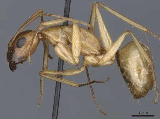 Camponotus turkestanus - CASENT0905309
