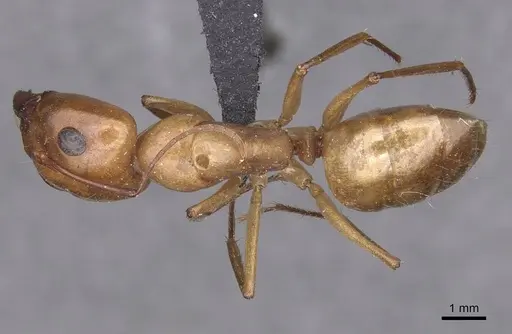 Camponotus turkestanus - CASENT0913698