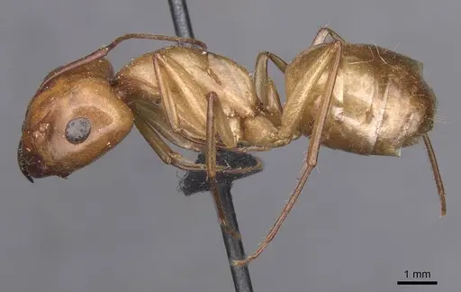 Camponotus turkestanus - CASENT0913698