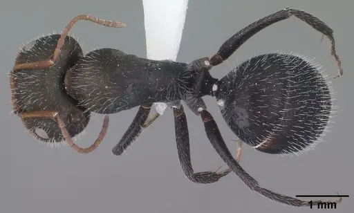 Camponotus ulcerosus specimen