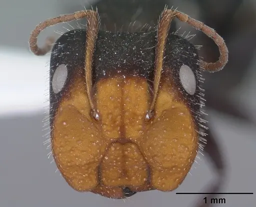 Camponotus ulcerosus specimen