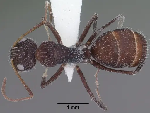 Camponotus ulcerosus - CASENT0102785