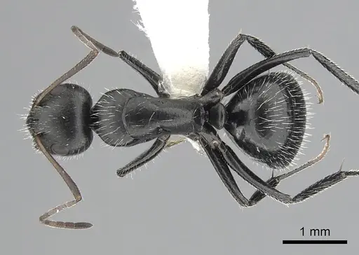 Camponotus ulcerosus - CASENT0249400