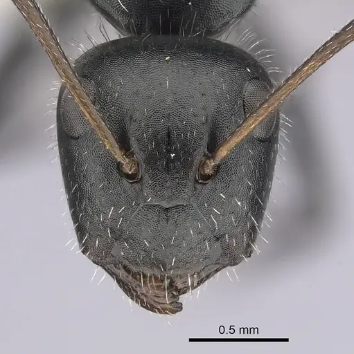 Camponotus ulcerosus - CASENT0249400
