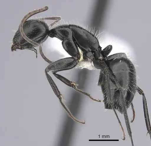 Camponotus ulcerosus - CASENT0249400
