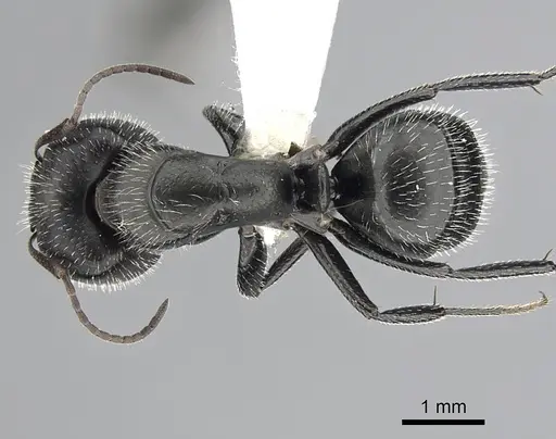 Camponotus ulcerosus - CASENT0249401