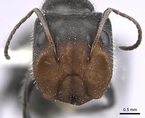 Camponotus ulcerosus - CASENT0249401
