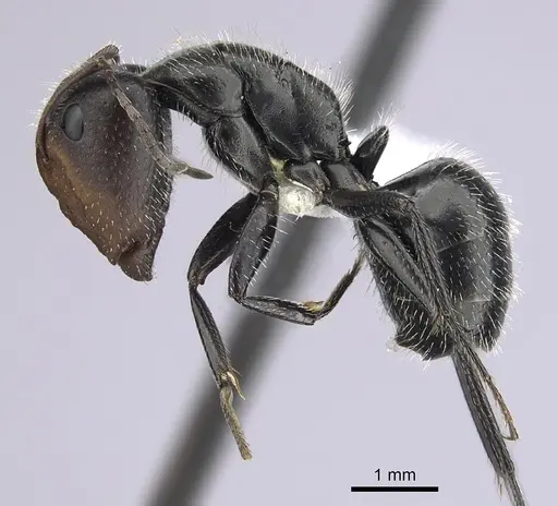Camponotus ulcerosus - CASENT0249401