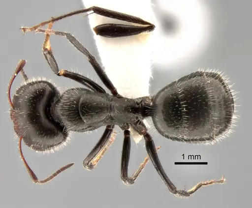 Camponotus ulcerosus - CASENT0882185