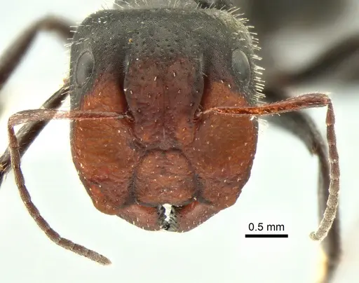 Camponotus ulcerosus - CASENT0882185