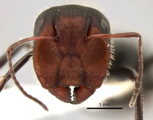 Camponotus ulcerosus - CASENT0882185