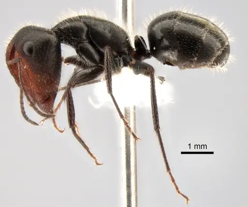 Camponotus ulcerosus - CASENT0882185