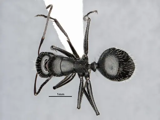 Camponotus ulcerosus - CASENT4031316