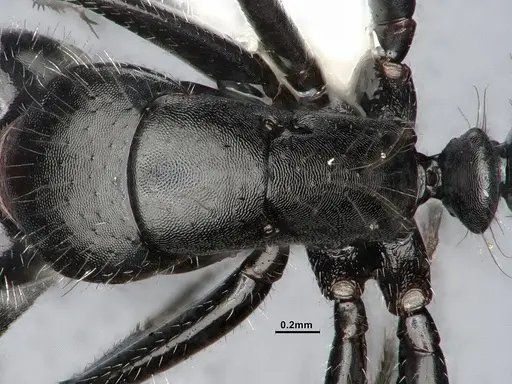 Camponotus ulcerosus - CASENT4031316