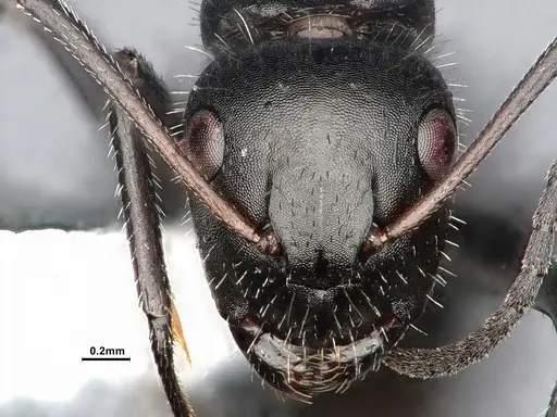 Camponotus ulcerosus - CASENT4031316