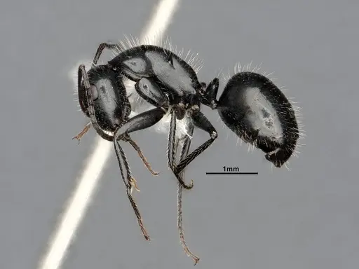 Camponotus ulcerosus - CASENT4031316