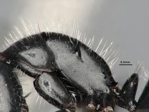 Camponotus ulcerosus - CASENT4031316