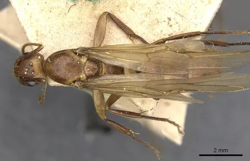 Camponotus ulei specimen