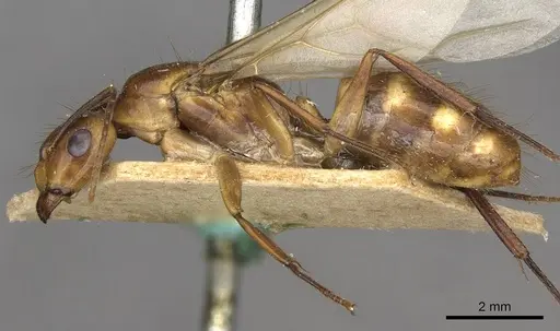 Camponotus ulei specimen