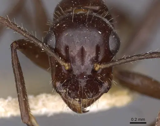 Camponotus universitatis specimen