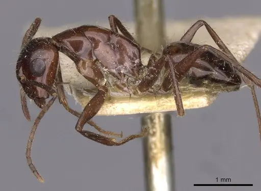 Camponotus universitatis specimen