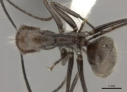 Camponotus urichi specimen