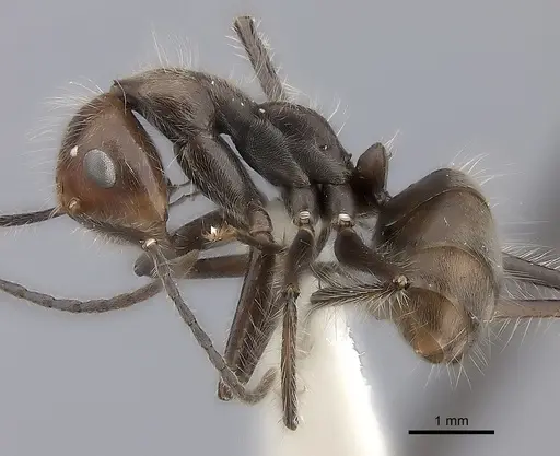 Camponotus urichi specimen