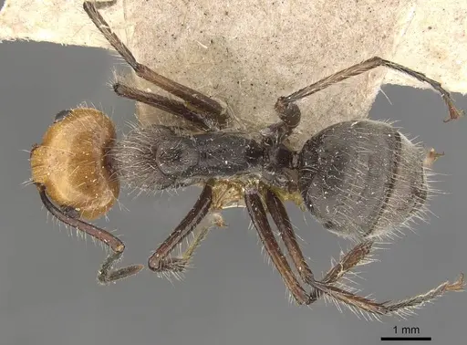 Camponotus urichi - CASENT0910619