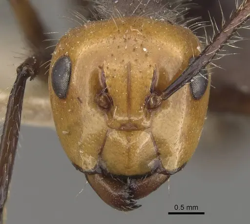 Camponotus urichi - CASENT0910619